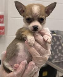 Shelter Stray Female Dog last seen 43rd St and Sterling Rd, KCMO, 64129, 64129, MO, 7077 Elmwood Ave, Kansas City, MO 64132, USA