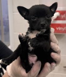 Shelter Stray Female Dog last seen 43rd St and Sterling Rd, KCMO, 64129, 64129, MO, 7077 Elmwood Ave, Kansas City, MO 64132, USA
