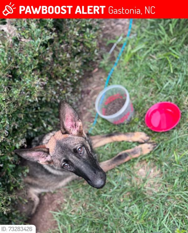 Lost Male Dog last seen Chapel Grove Elementary School, Gastonia, NC 28052
