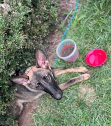 Lost Male Dog last seen Chapel Grove Elementary School, Gastonia, NC 28052