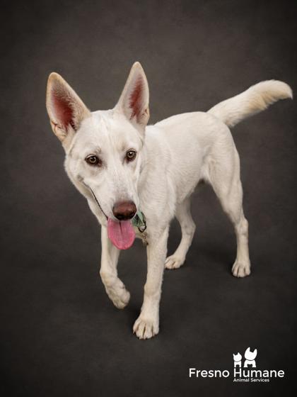 Shelter Stray Male Dog last seen S Zediker Ave and E Caruthers Ave, Kingsburg Zone Fresno CO 3 93631, CA, 1510 W Dan Ronquillo Dr, Fresno, CA 93706, USA