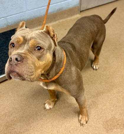 Shelter Stray Female Dog last seen Near Gordon Street, 30083, GA, 3280 Chamblee Dunwoody Rd, Chamblee, GA 30341, USA