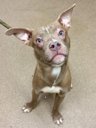 Shelter Stray Male Dog last seen Near E. Ponce De Leon Ave M, 30083, GA, 3280 Chamblee Dunwoody Rd, Chamblee, GA 30341, USA