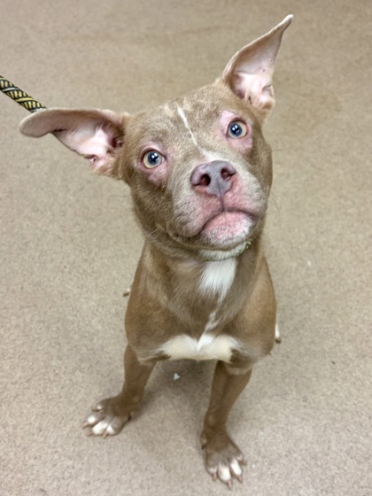 Shelter Stray Male Dog last seen Near E. Ponce De Leon Ave M, 30083, GA, 3280 Chamblee Dunwoody Rd, Chamblee, GA 30341, USA