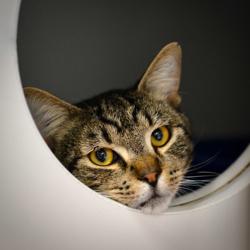 Shelter Stray Male Cat last seen SE 101st/Division, OR, 1700 W Historic Columbia River Hwy, Troutdale, OR 97060, USA