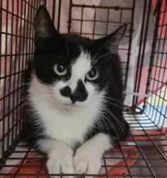 Shelter Stray Female Cat last seen SE 62nd/Ivon, OR, 1700 W Historic Columbia River Hwy, Troutdale, OR 97060, USA