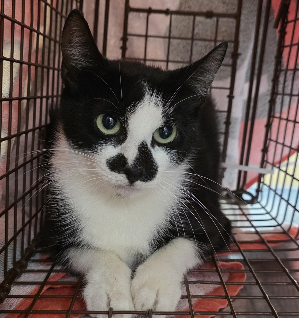 Shelter Stray Female Cat last seen SE 62nd/Ivon, OR, 1700 W Historic Columbia River Hwy, Troutdale, OR 97060, USA