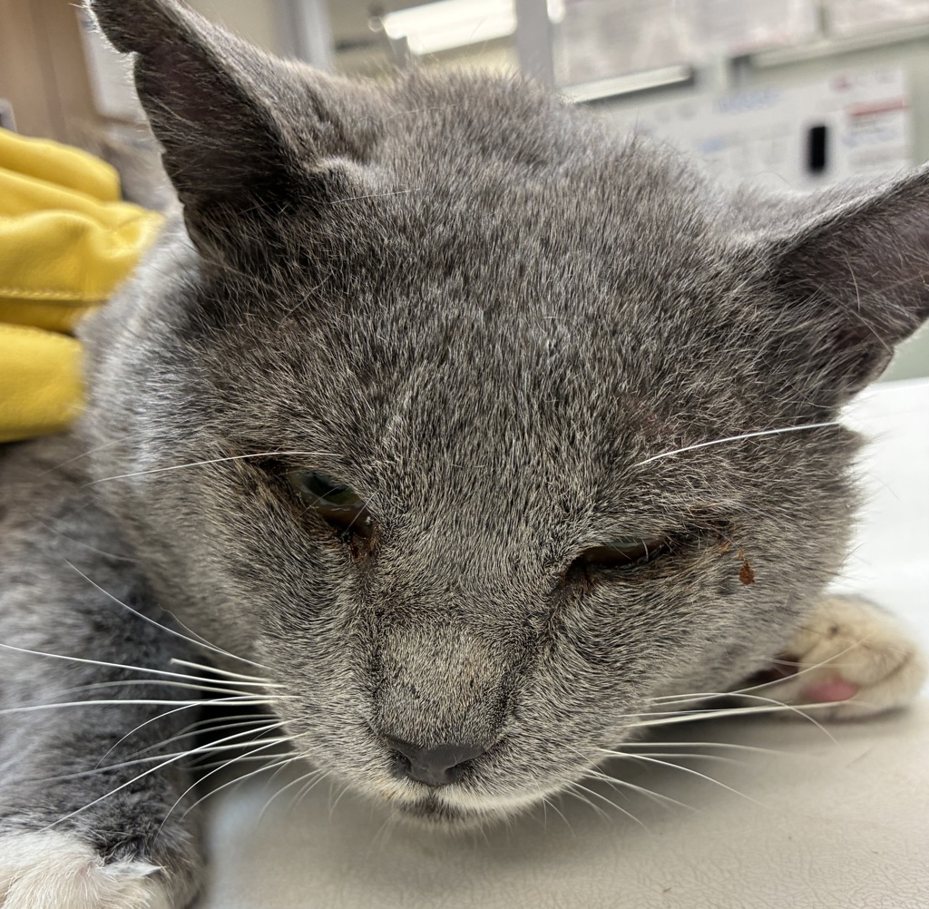Shelter Stray Male Cat last seen N Haven/Fesseden, OR, 1700 W Historic Columbia River Hwy, Troutdale, OR 97060, USA