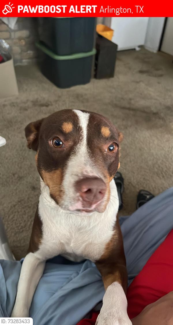 Lost Female Dog last seen del mar lane y sandfort, Arlington, TX 76012