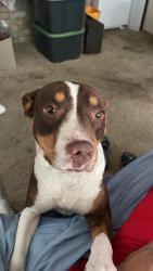 Lost Female Dog last seen del mar lane y sandfort, Arlington, TX 76012