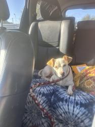 Found/Stray Male Dog last seen Mormon church on Gettysburg and Fowler, Clovis, CA 93611