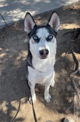 Shelter Stray Female Dog last seen Lockford Avenue, San Diego, CA, 92139, 5500 Gaines St, San Diego, CA 92110, USA