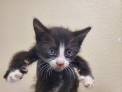 Shelter Stray Male Cat last seen Near Arthur Avenue, Oceanside, CA, 92057, Oceanside, CA 92058, USA
