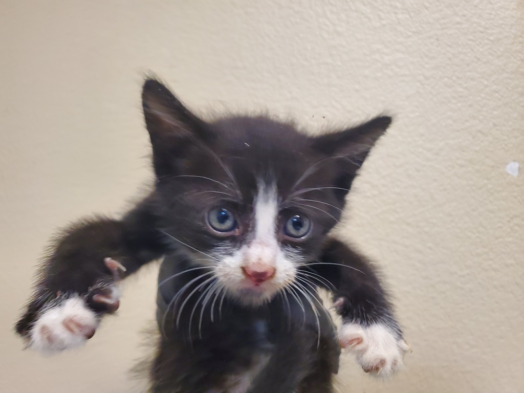 Shelter Stray Male Cat last seen Near Arthur Avenue, Oceanside, CA, 92057, Oceanside, CA 92058, USA