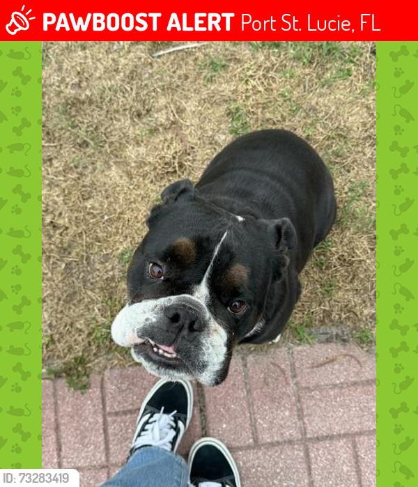 Lost Male Dog last seen Off Tulip and Boxwood, Port St. Lucie, FL 34953