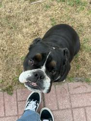 Lost Male Dog last seen Off Tulip and Boxwood, Port St. Lucie, FL 34953
