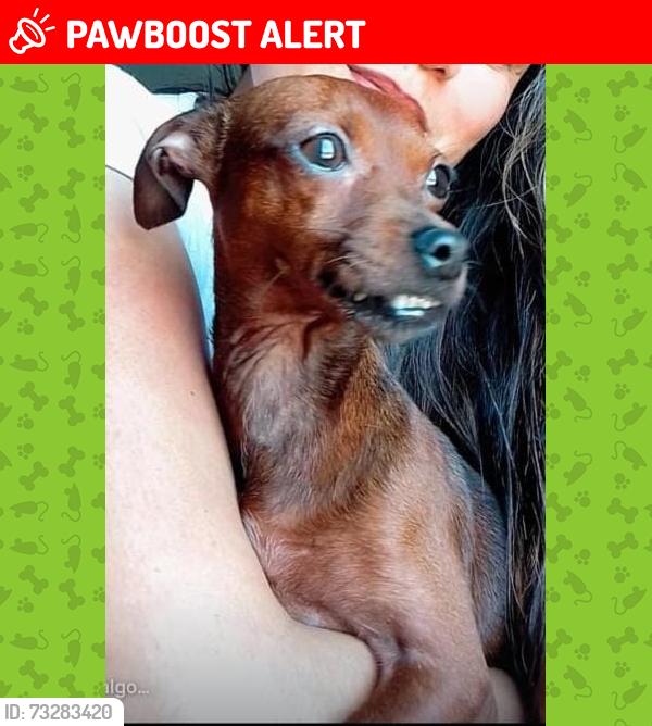 Lost Female Dog last seen Condomínio proximos, Jardim Centenario, SP 07270-070