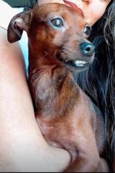 Lost Female Dog last seen Condomínio proximos, Jardim Centenario, SP 07270-070