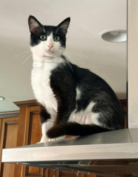 Reunited Male Cat last seen Near Golden Ave, Long Beach, CA 90806, USA, Long Beach, CA 90806