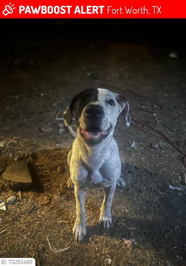 Lost Female Dog last seen Near paschal area, Fort Worth, TX 76115