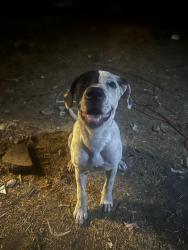 Lost Female Dog last seen Near paschal area, Fort Worth, TX 76115