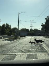 Found/Stray Unknown Dog last seen First and Barstow headed South, Fresno, CA 93710