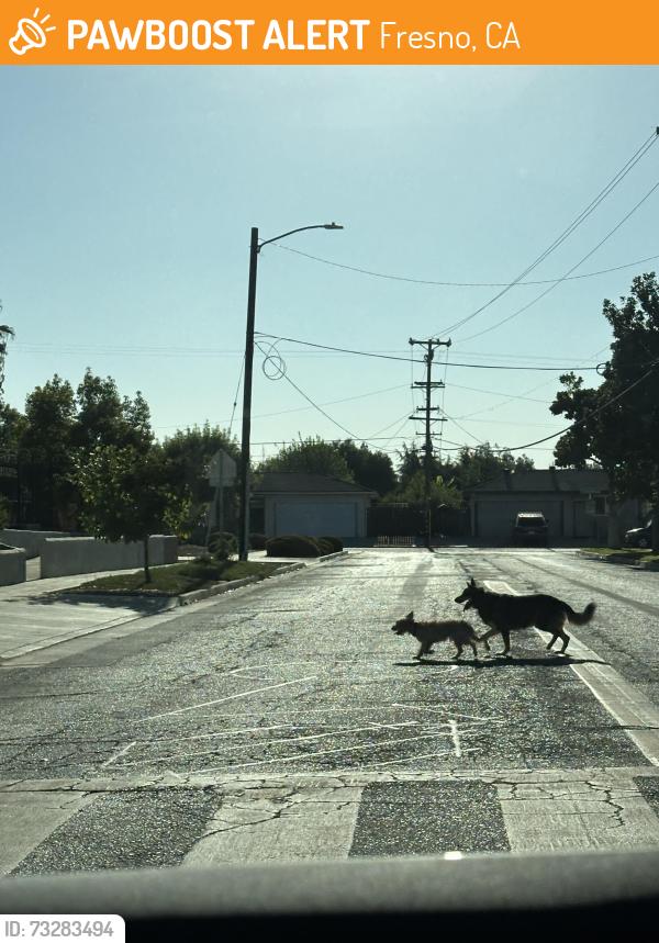 Found/Stray Unknown Dog last seen First and Barstow headed South, Fresno, CA 93710