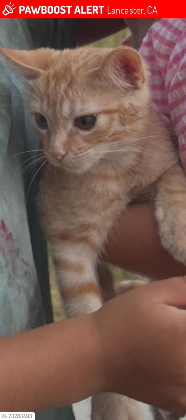 Lost Male Cat last seen H8 and Avenue I, Lancaster, CA 93534