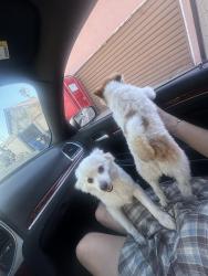 Found/Stray Unknown Dog last seen Whitsett & roscoe, Los Angeles, CA 91606