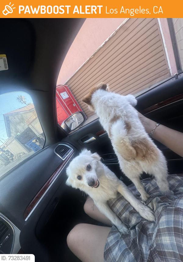 Found/Stray Unknown Dog last seen Whitsett & roscoe, Los Angeles, CA 91606