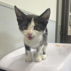 Shelter Stray Female Cat last seen , 3607 N Armenia Ave, Tampa, FL 33607, USA