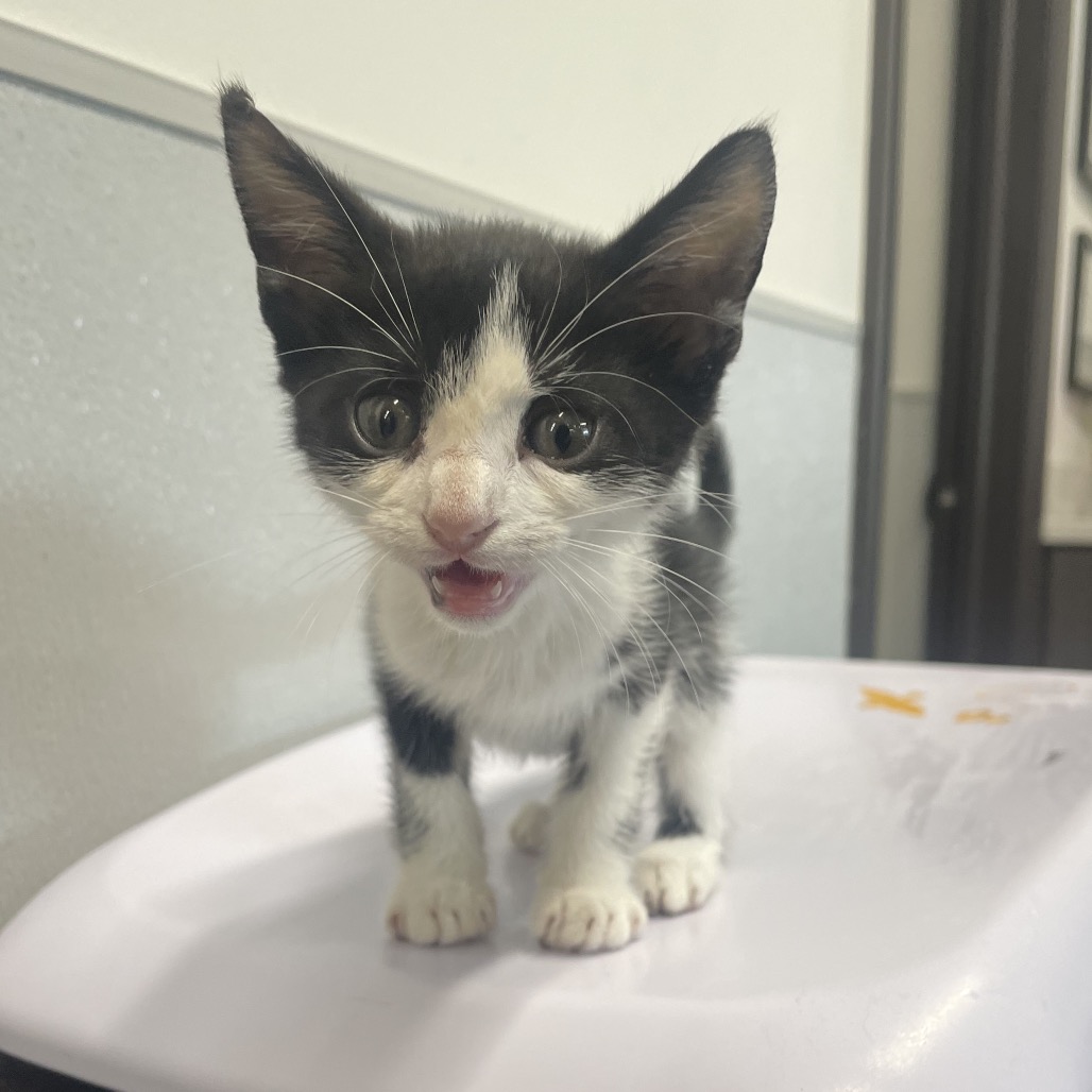 Shelter Stray Female Cat last seen , 3607 N Armenia Ave, Tampa, FL 33607, USA
