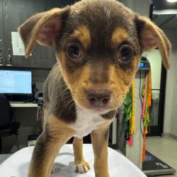Shelter Stray Female Dog last seen , 3607 N Armenia Ave, Tampa, FL 33607, USA