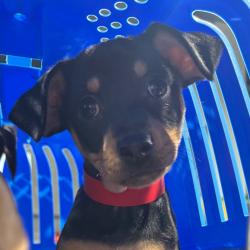 Shelter Stray Female Dog last seen , 3607 N Armenia Ave, Tampa, FL 33607, USA