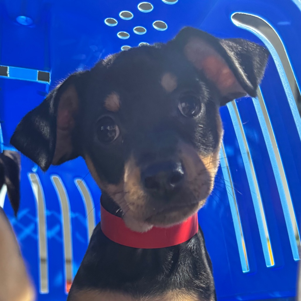 Shelter Stray Female Dog last seen , 3607 N Armenia Ave, Tampa, FL 33607, USA