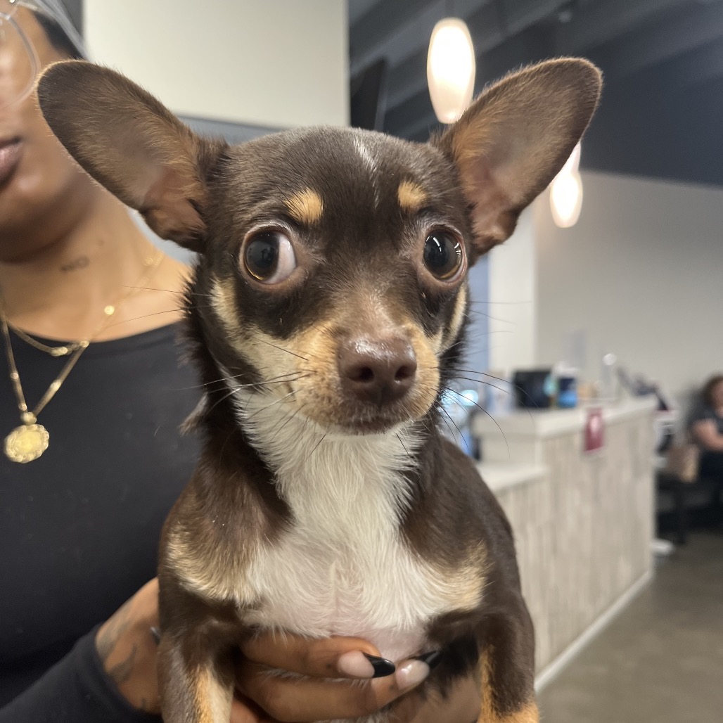 Shelter Stray Female Dog last seen , 3607 N Armenia Ave, Tampa, FL 33607, USA