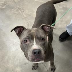 Shelter Stray Female Dog last seen , 3607 N Armenia Ave, Tampa, FL 33607, USA