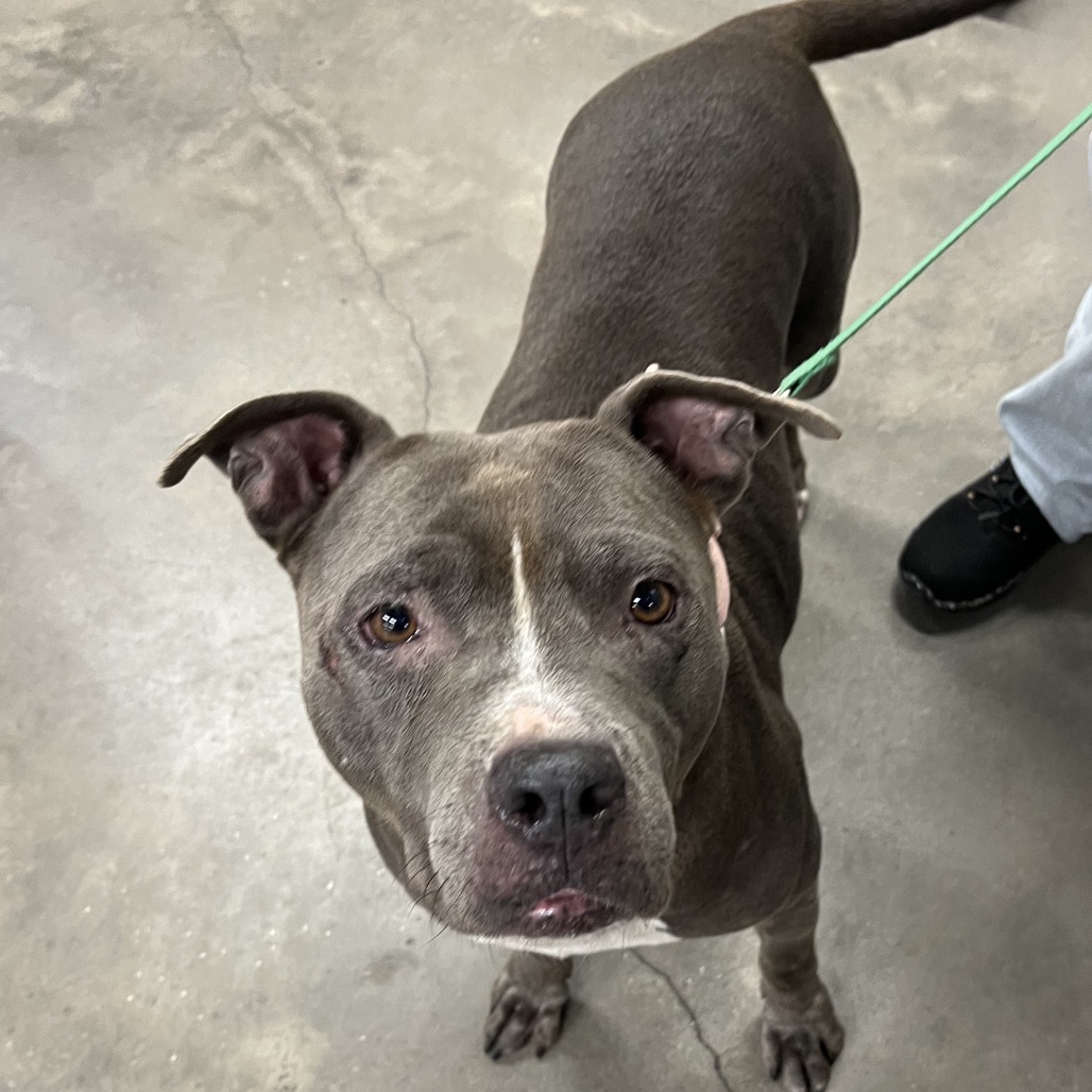 Shelter Stray Female Dog last seen , 3607 N Armenia Ave, Tampa, FL 33607, USA