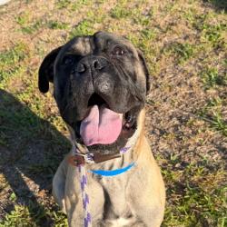 Shelter Stray Male Dog last seen , 3607 N Armenia Ave, Tampa, FL 33607, USA