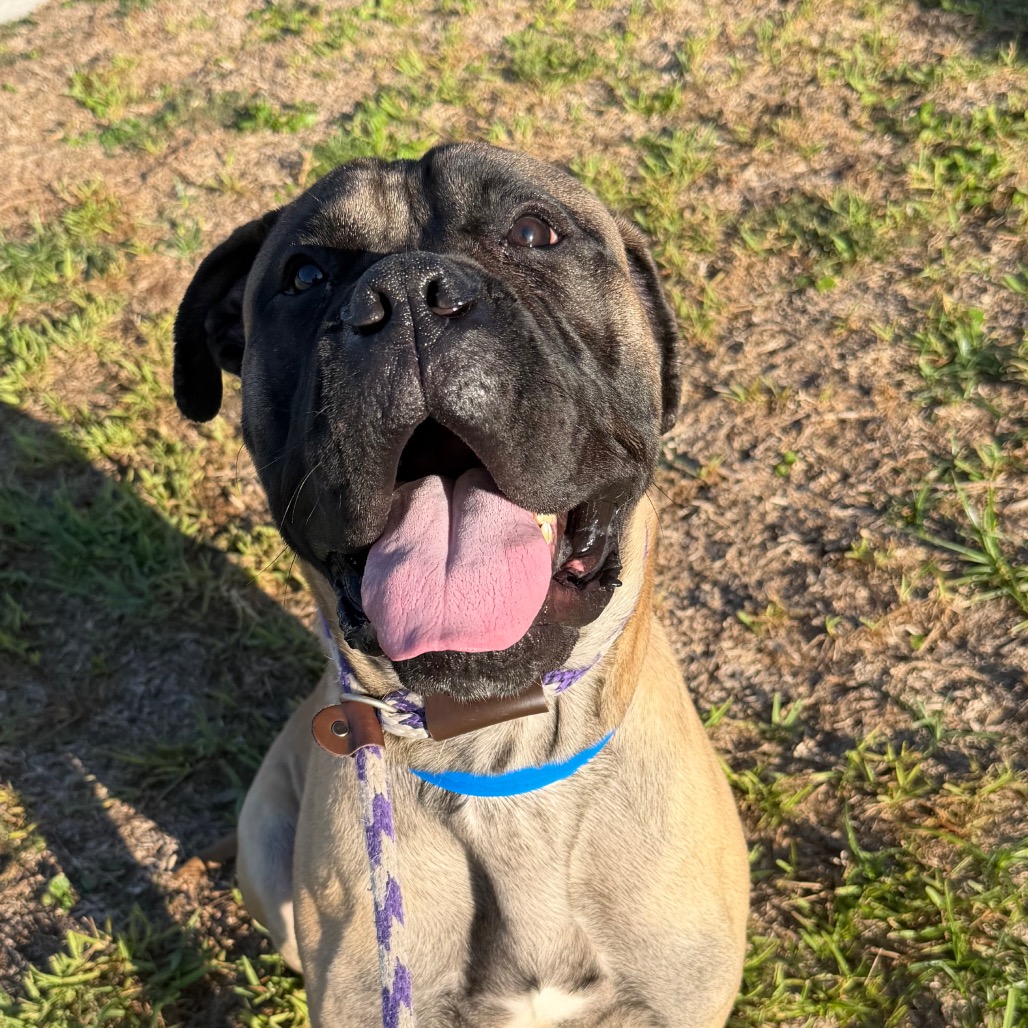 Shelter Stray Male Dog last seen , 3607 N Armenia Ave, Tampa, FL 33607, USA
