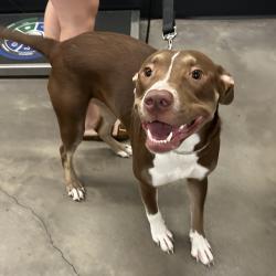 Shelter Stray Female Dog last seen , 3607 N Armenia Ave, Tampa, FL 33607, USA