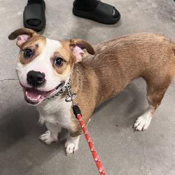 Shelter Stray Male Dog last seen , 3607 N Armenia Ave, Tampa, FL 33607, USA