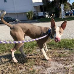 Shelter Stray Male Dog last seen , 3607 N Armenia Ave, Tampa, FL 33607, USA