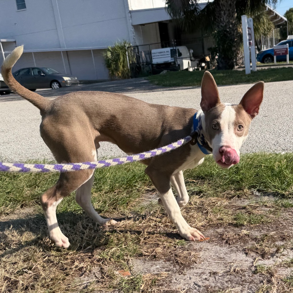Shelter Stray Male Dog last seen , 3607 N Armenia Ave, Tampa, FL 33607, USA