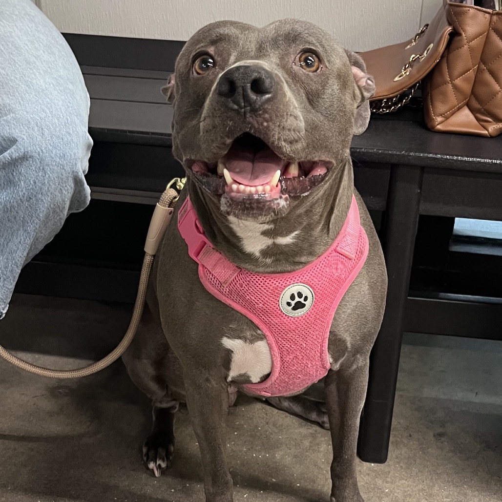 Shelter Stray Female Dog last seen , 3607 N Armenia Ave, Tampa, FL 33607, USA