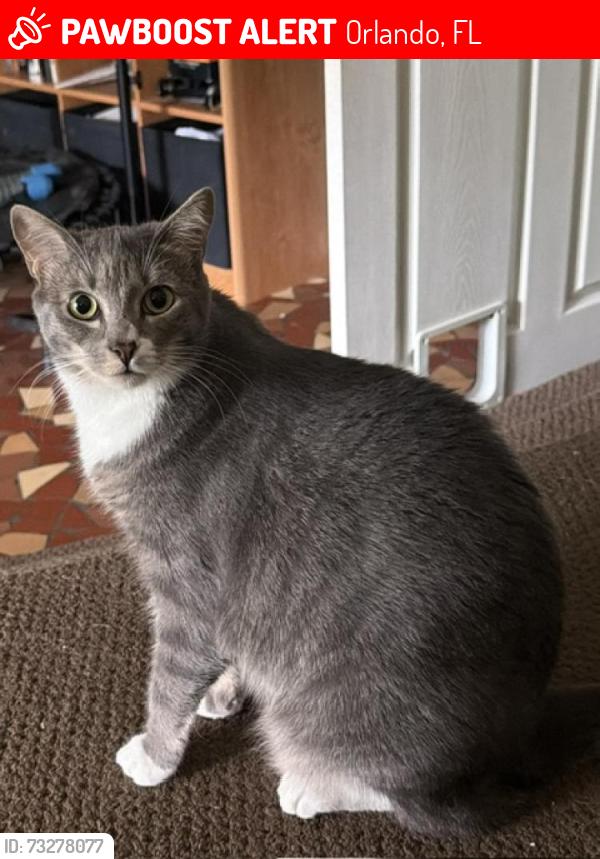 Lost Male Cat last seen Lake Georgia Dr. & Dean Rd, Orlando, FL 32817