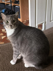 Lost Male Cat last seen Lake Georgia Dr. & Dean Rd, Orlando, FL 32817