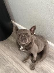 Found/Stray Female Dog last seen Ave t & 106, Littlerock, CA 93543