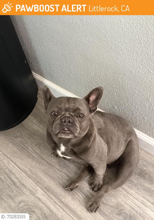 Found/Stray Female Dog last seen Ave t & 106, Littlerock, CA 93543