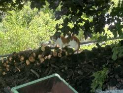 Found/Stray Unknown Cat last seen shales pkwy, Elgin, IL 60120